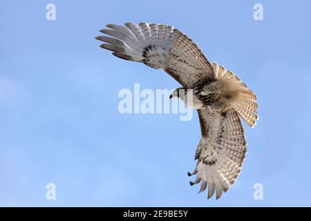 Red Tailed Hawks fliegen oder landen im Winter Stockfoto