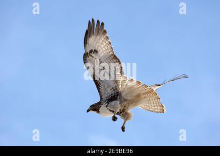 Red Tailed Hawks fliegen oder landen im Winter Stockfoto