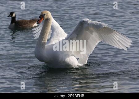 Barcovan Beach Schwan Herde Stockfoto