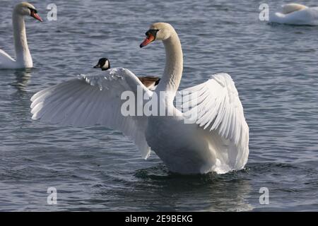 Barcovan Beach Schwan Herde Stockfoto