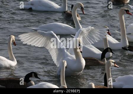 Barcovan Beach Schwan Herde Stockfoto