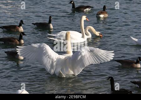 Barcovan Beach Schwan Herde Stockfoto