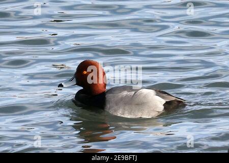 Rote Kopf Ente Stockfoto