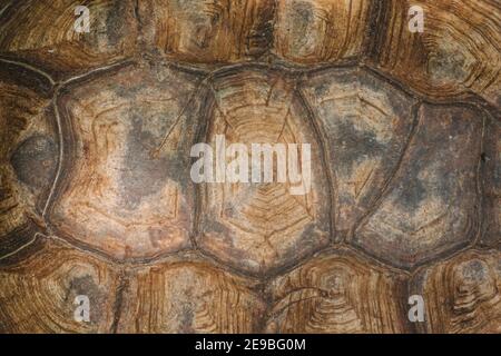 Die Schale einer Riesenschildkröte, Nahaufnahme. Hintergrund Textur und Carapace Muster. Details mit Turtle Shell-Struktur. Stockfoto