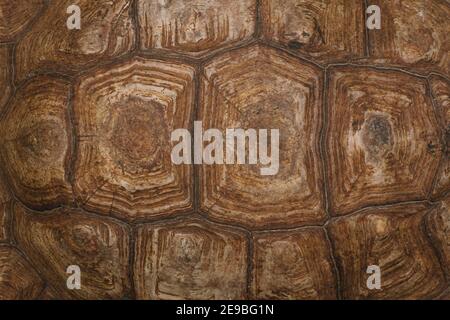 Die Schale einer Riesenschildkröte, Nahaufnahme. Hintergrund Textur und Carapace Muster. Details mit Turtle Shell-Struktur. Stockfoto