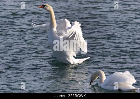 Barcovan Beach Schwan Herde Stockfoto