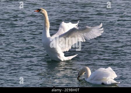 Barcovan Beach Schwan Herde Stockfoto