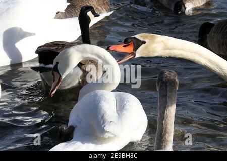 Barcovan Beach Schwan Herde Stockfoto