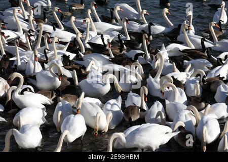 Barcovan Beach Schwan Herde Stockfoto