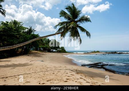 Über einem Sandstrand in der Tangalla-Region im Süden Sri Lankas hängt eine Palme. Im Hintergrund ist der Indische Ozean. Stockfoto