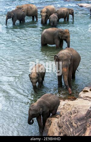 Elefanten aus dem Pinnawala Elefantenwaisenhaus baden im Maha Oya Fluss in Zentral-Sri Lanka. Stockfoto