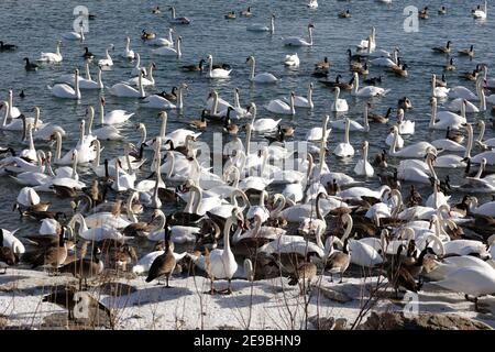 Barcovan Beach Schwan Herde Stockfoto