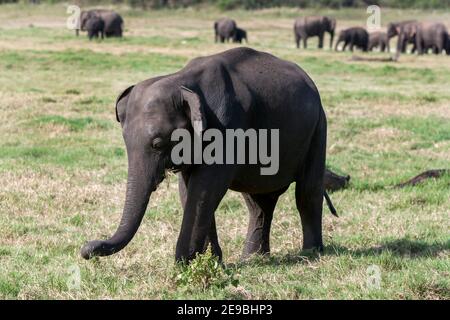 Ein Elefant grast auf der Vegetation neben dem Tank (künstlichen Reservoir) im Minneriya Nationalpark in der Nähe von Habarana in Zentral-Sri Lanka. Stockfoto