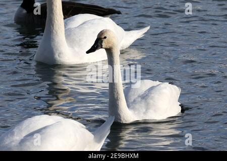 Barcovan Beach Schwan Herde Stockfoto