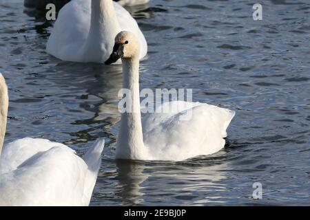 Barcovan Beach Schwan Herde Stockfoto