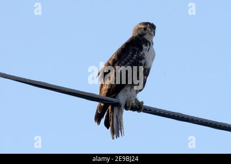 Red Tailed Hawks fliegen oder landen im Winter Stockfoto