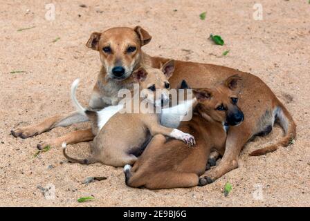 Ein Straßenhund füttert seine Welpen in der Nähe des buddhistischen Tempels in Kataragama in Zentral-Sri Lanka. Stockfoto