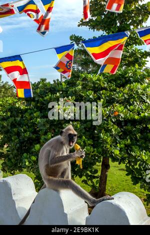 Ein getuftete Graue Langur genießt es, eine Banane zu essen, während er auf der Wand sitzt, die die Thuparama Dagoba an der alten Stätte von Anuradhapura, Sri Lanka umgibt Stockfoto