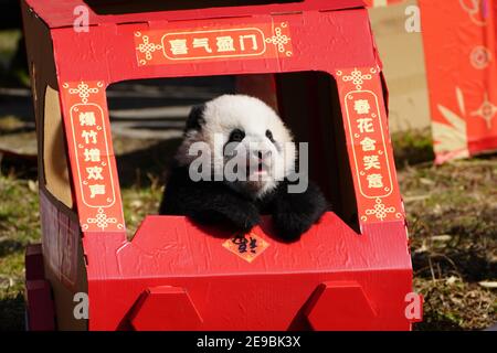 (210204) -- PEKING, 4. Februar 2021 (Xinhua) -- EIN riesiges Panda-Junge, geboren 2020, spielt in der Shenshuping-Basis des China Conservation and Research Centre for Giant Pandas im Wolong National Nature Reserve, südwestlich Chinas Provinz Sichuan, 3. Februar 2021. (China Conservation and Research Centre for Giant Pandas/ Handout via Xinhua) Stockfoto