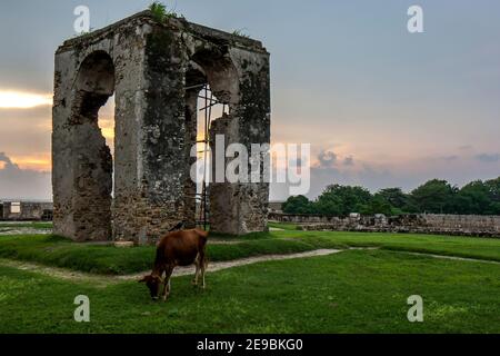 Eine Kuh grast auf üppigem Gras neben den Ruinen des Leuchtturms am Old Dutch Fort in Jaffna in der nördlichen Region Sri Lankas. Stockfoto