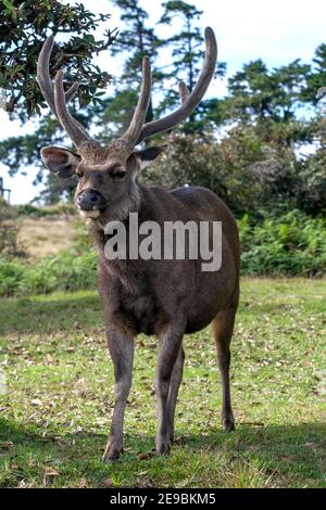 Ein Sri Lanka Sambar Hirsch steht in der Nähe des Eingangs zum Horton Plains National Park in der Nähe von Ohiya im zentralen Hochland von Sri Lanka. Stockfoto