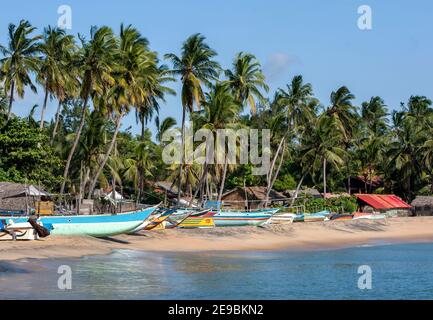 Der Strand in Arugam Bay an der Ostküste von Sri Lanka am frühen Morgen Hervorhebung der Reihen von Palmen und Fischerboote. Stockfoto