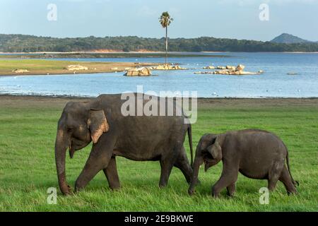Ein Elefant und Kalb grasen neben dem Tank oder künstlichen Reservoir im Minniya Nationalpark in der Nähe von Habarana in Sri Lanka am späten Nachmittag. Stockfoto