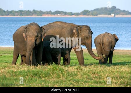 MINNIYA, SRI LANKA - 08. AUGUST 2016 : Elefanten und Kälber grasen neben dem Tank oder künstlichen Reservoir im Minniya Nationalpark in der späten afte Stockfoto