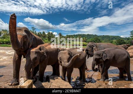 Elefanten vom Pinnawala Elefantenwaisenhaus stehen am Ufer des Maha Oya Flusses in Sri Lanka. Stockfoto