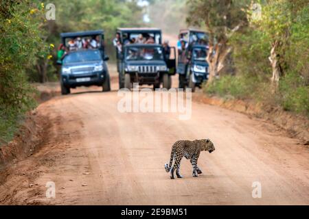 Ein seltener Anblick, als ein Leopard eine unbefestigte Straße innerhalb des Yala National Park überquerte. Der Yala National Park liegt in der Nähe von Tissamaharama im Süden Sri Lankas. Stockfoto