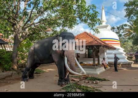 KANDY, SRI LANKA - 10. AUGUST 2016 : EIN zeremonieller Elefant, der im Tempel des Heiligen Zahnrelikins festgebunden ist. Es wird in den Buddhis umziehen Stockfoto