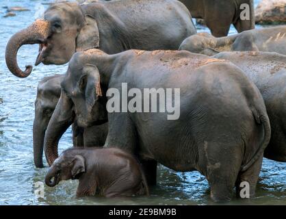 Elefanten aus dem Pinnawala Elefantenwaisenhaus baden im Maha Oya Fluss in Zentral-Sri Lanka. Stockfoto