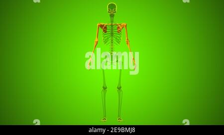 Menschliche Skelett Obere Gliedmaßen Anatomie 3D Illustration Stockfoto