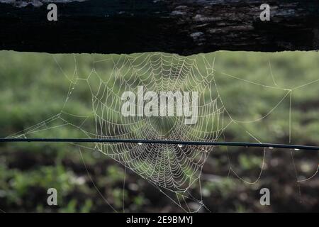 Morgentau auf dem Spinnennetz, das an einem Holzzaun in Gresford im Upper Hunter von NSW, Australien, befestigt ist. Stockfoto
