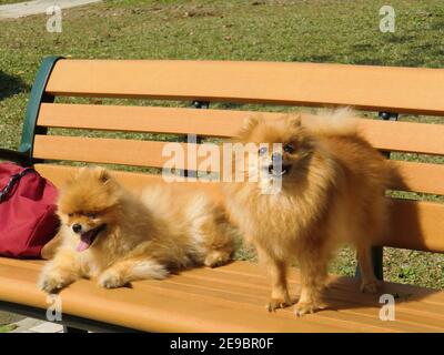 Nahaufnahme von zwei niedlichen Pommern auf einem Stuhl in Taipei, Taiwan Stockfoto