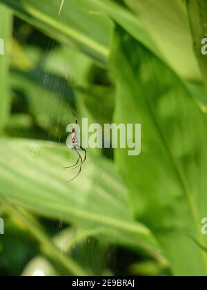 Nahaufnahme der Trichonephila clavata Spinne in Taipei, Taiwan Stockfoto