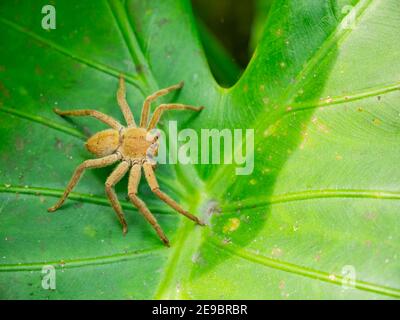 Nahaufnahme der Huntsman Spinne in Taipei, Taiwan Stockfoto