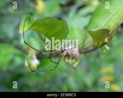 Nahaufnahme einer silbernen Streckspinne in Taipei, Taiwan Stockfoto