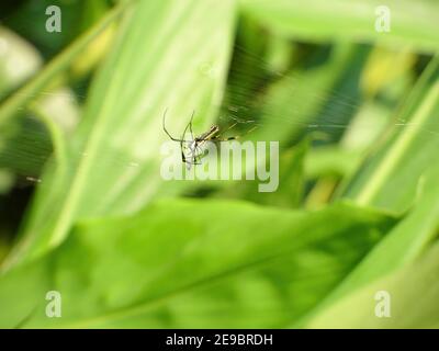 Nahaufnahme der Trichonephila clavata Spinne in Taipei, Taiwan Stockfoto
