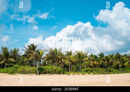 Schöne Küste mit Reihen von Kokospalmen auf dem Hintergrund eines erstaunlichen blauen Himmels mit schönen Wolken. Stockfoto