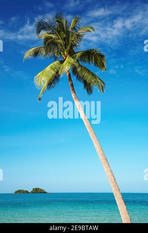 Kokospalme gegen blauen Himmel, Chang Insel, Thailand Stockfoto