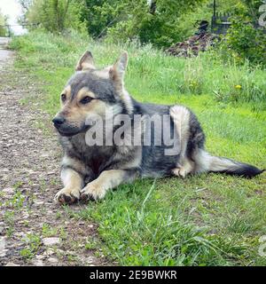 Porträt eines Hundes wie ein Hirte, der auf dem Gras liegt Stockfoto