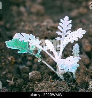 Grau-grüne Blätter der jungen Pflanzen von Cineraria auf einem Bett im Garten. Senecio cineraria. Selektiver Fokus Stockfoto