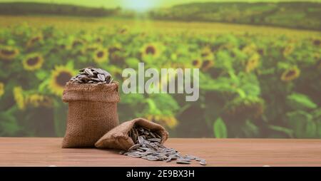 Sonnenblumenkerne in Leinenbeutel, Sonnenblumenkerne Farm im Hintergrund,. Sonnenblumenkerne auf dem Tisch Stockfoto
