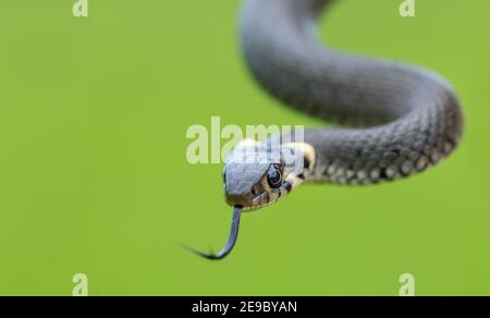 Nahaufnahme von harmlosen kleinen Schlangen, Grassnatter, Natrix natrix, europäische Tierwelt, Tschechische Republik Stockfoto