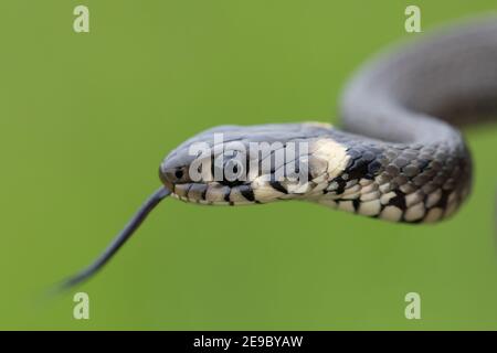 Nahaufnahme von harmlosen kleinen Schlangen, Grassnatter, Natrix natrix, europäische Tierwelt, Tschechische Republik Stockfoto