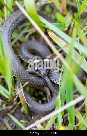 Nahaufnahme der harmlosen kleinen Schlange, Grassnatter in natürlichen Lebensraum, Natrix natrix, europäische Tierwelt, Tschechische Republik Stockfoto