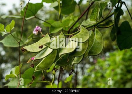 Bohnen sind nährstoffdicht mit hohem Faser- und Stärkegehalt Und sie werden häufig als Teil der Gruppe der Gemüsefutter betrachtet Stockfoto