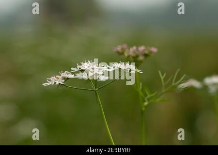 Koriander ist ein weiches Blattkraut, das vollständig essbar ist. Sie wird 50 cm groß und produziert zierliche weißlich-rosa Blüten Stockfoto