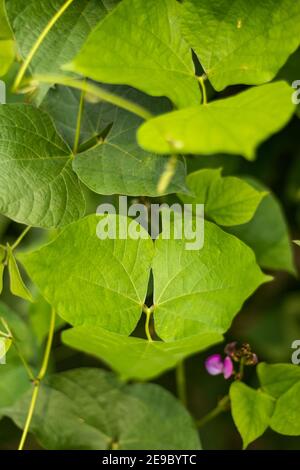 Grüne Bohnen sind die unreifen, jungen Früchte verschiedener Sorten der Bohne Stockfoto